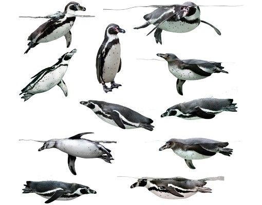 Wandtattoo Vögel No.391 Humboldt-Penguin Set