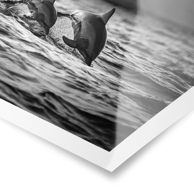 Poster bestellen Zwei springende Delfine