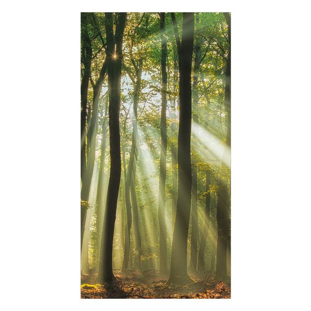 Duschrückwand - Sonnentag im Wald