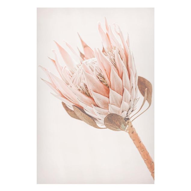 Magnettafel - Protea Königin der Blüten - Hochformat 2:3