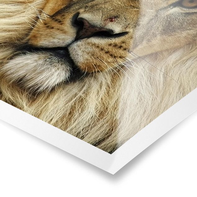 Poster kaufen Wisdom of Lion
