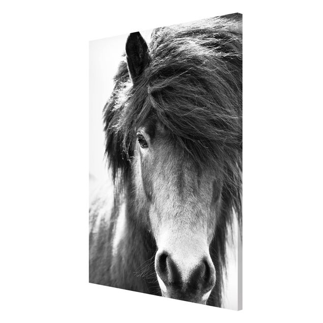 Magnettafel - Island Pferd in Schwarz-weiß - Hochformat 2:3