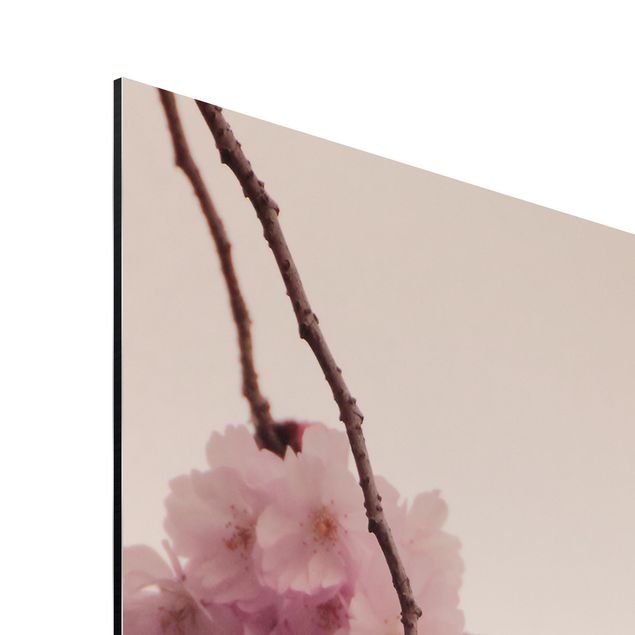 Alu-Dibond - Zartrosane Frühlingsblüte mit Bokeh - Panorama