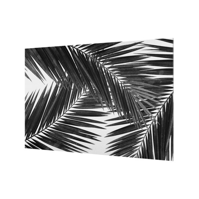 Spritzschutz Glas - Blick durch Palmenblätter Schwarz-Weiß - Querformat 3:2