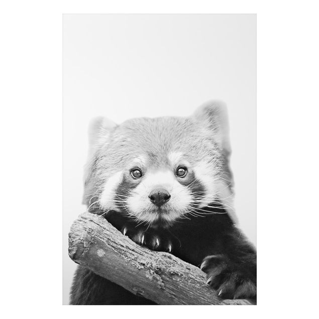 Alu-Dibond - Roter Panda in Schwarz-weiß - Querformat