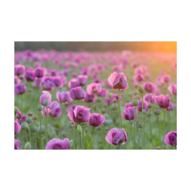 Teppich violett Violette Schlafmohn Blumenwiese im Frühling