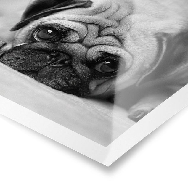 Poster kaufen Pug Loves You II