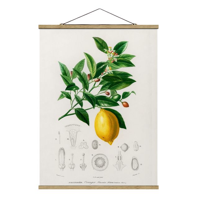 Stoffbild mit Posterleisten - Botanik Vintage Illustration Zitrone - Hochformat 3:4