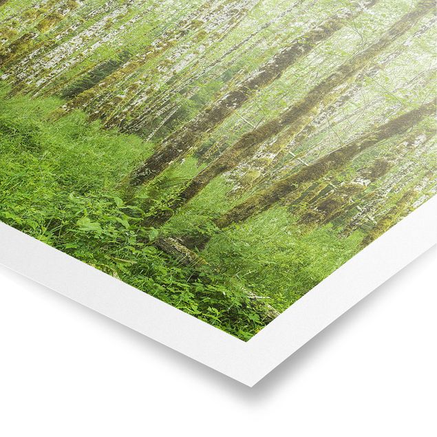 Poster - Hoh Rainforest Olympic National Park - Quadrat 1:1
