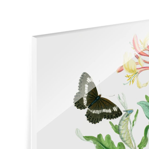 Glas Spritzschutz - Britische Schmetterlinge IV - Quadrat - 1:1