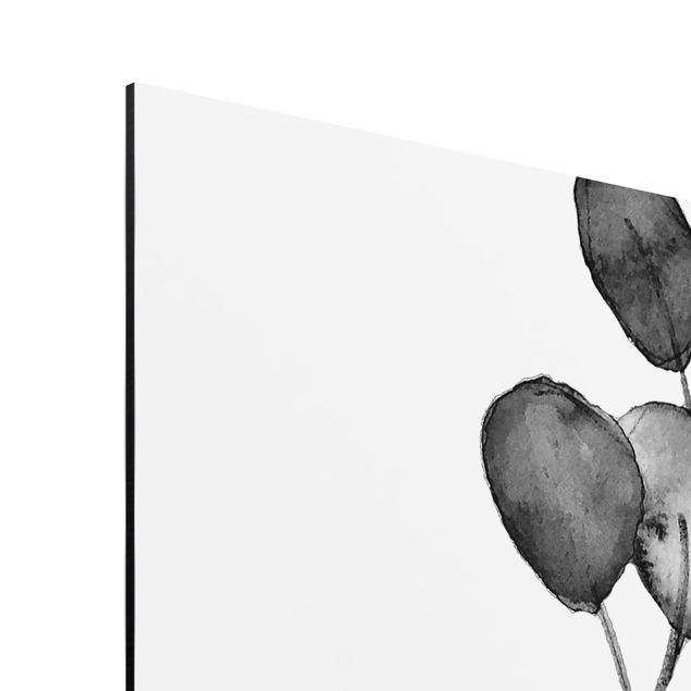Alu-Dibond - Schwarz Weiß Aquarell Eukalyptuszweig - Quadrat