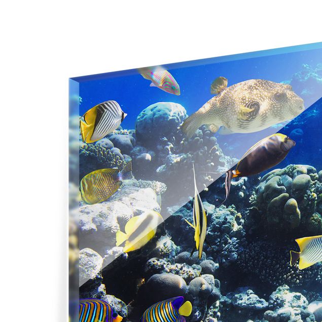Spritzschutz Glas - Underwater Reef - Querformat - 2:1