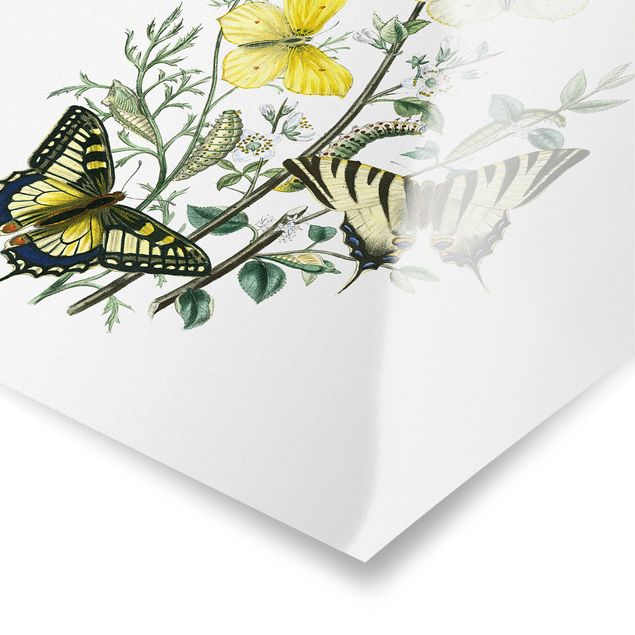 Poster bestellen Britische Schmetterlinge III
