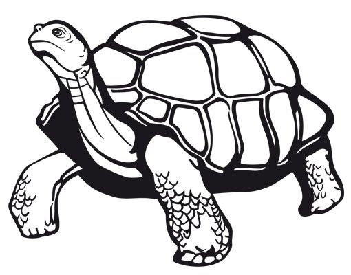 Wandtattoo No.EG11 Schildkröte
