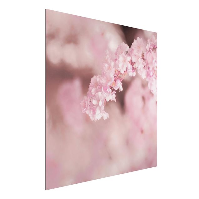 Alu-Dibond - Kirschblüte im Violetten Licht - Quadrat