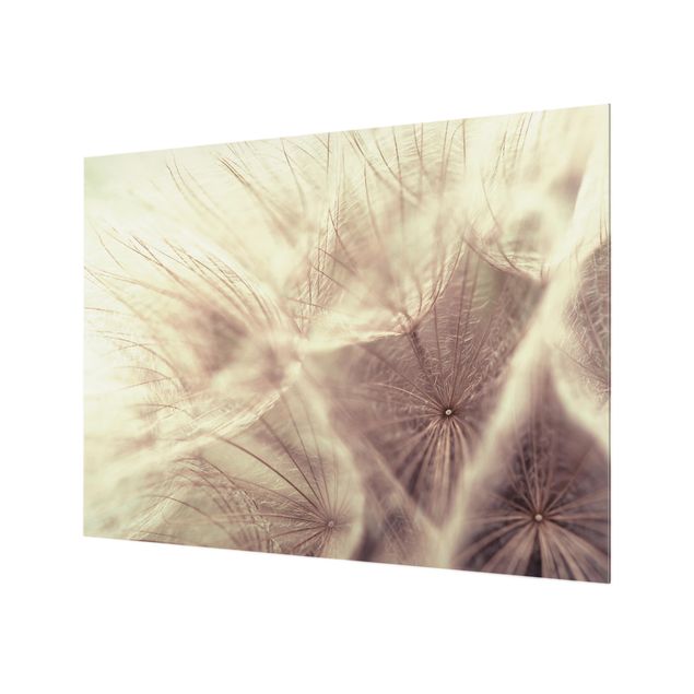 Glas Spritzschutz - Detailreiche Pusteblumen Makroaufnahme mit Vintage Blur Effekt - Querformat - 4:3