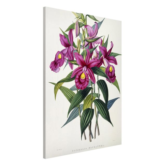 Magnettafel Blume Maxim Gauci - Orchidee I