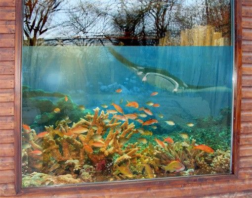 Fensterbilder Tiere Korallenriff Fisch Set