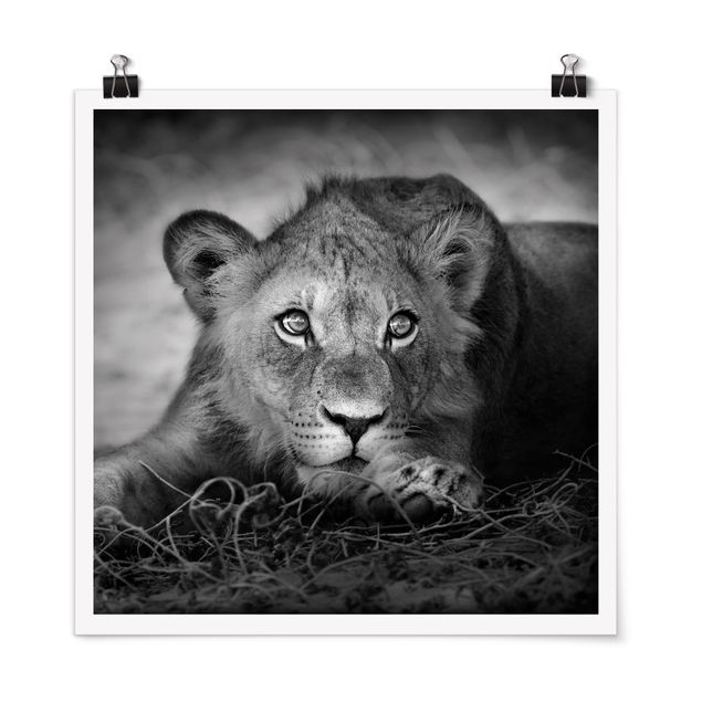 Poster - Lurking Lionbaby - Quadrat 1:1