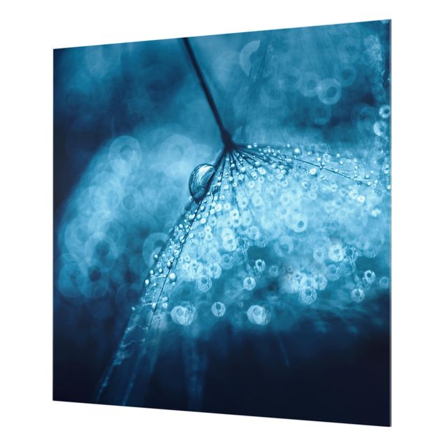 Glas Spritzschutz - Blaue Pusteblume im Regen - Quadrat - 1:1