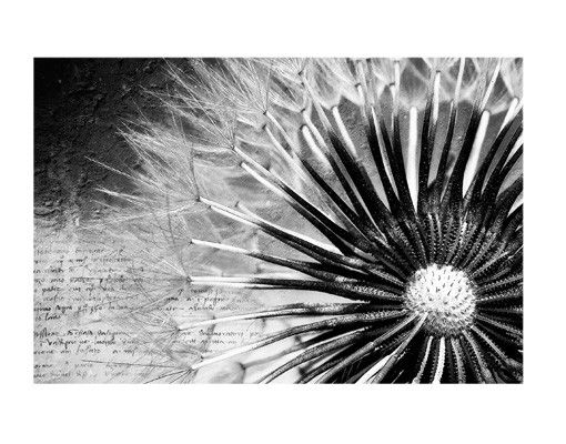 Fensterfolie Blumen Pusteblume Schwarz & Weiß
