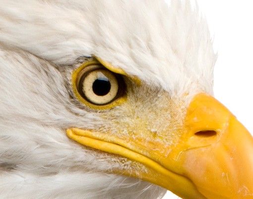 Fliesenbilder Eye Of The Eagle