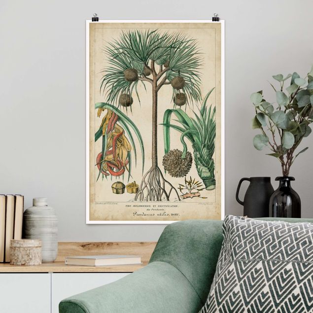 XXL Poster Vintage Lehrtafel Exotische palmen I