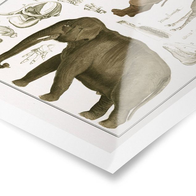 Poster - Vintage Lehrtafel Elefant, Zebra und Nashorn - Hochformat 4:3