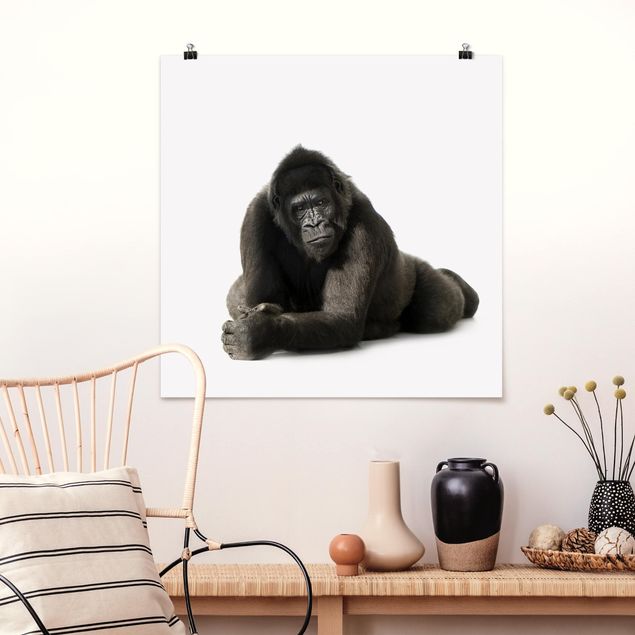 Poster - Liegender Gorilla II - Quadrat 1:1