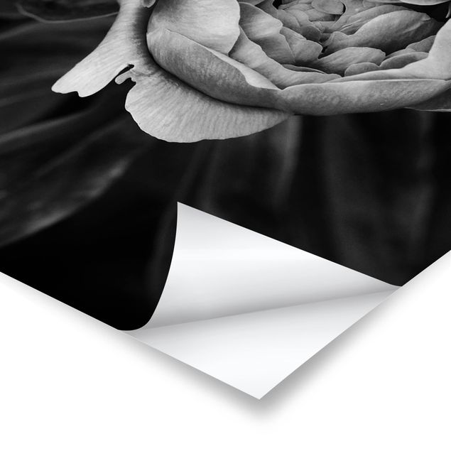 Poster - Pfingstrosenblüte vor Blättern Schwarz Weiß - Hochformat 4:3