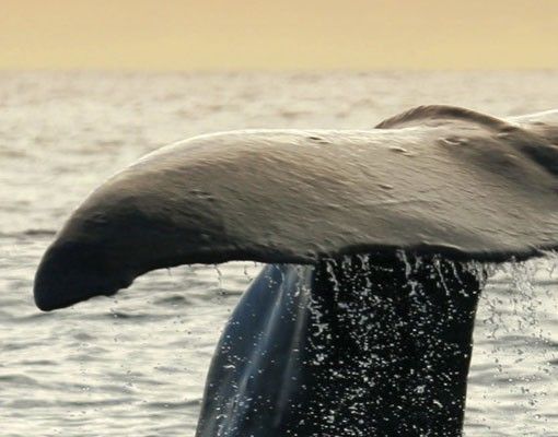 Fliesenfolie Wal beim Tauchgang