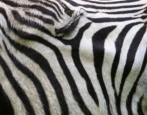 Fliesenbilder kaufen Brüllendes Zebra
