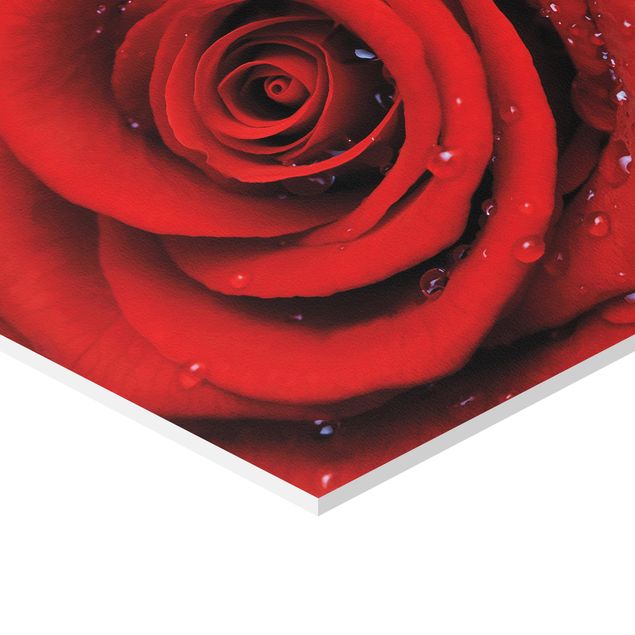 Hexagon Bild Forex - Rote Rose mit Wassertropfen