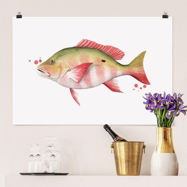 Poster Fische Farbfang - Nördlicher Schnapper