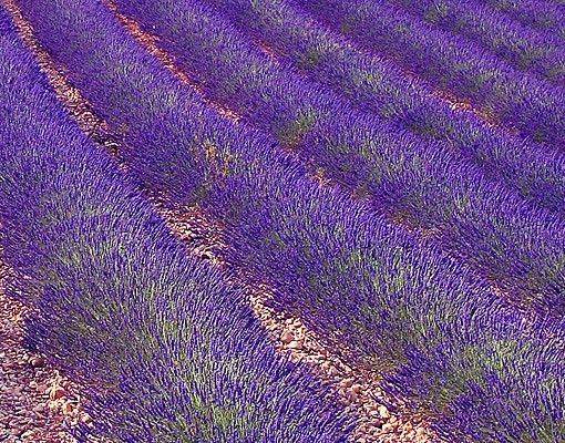 Fliesenbilder kaufen Lavendelduft in der Provence