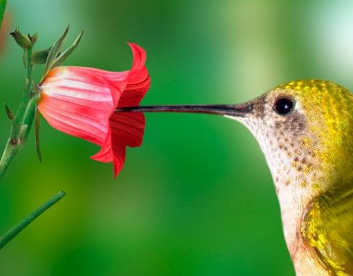 Fliesen Klebefolie Kolibri und Blüte