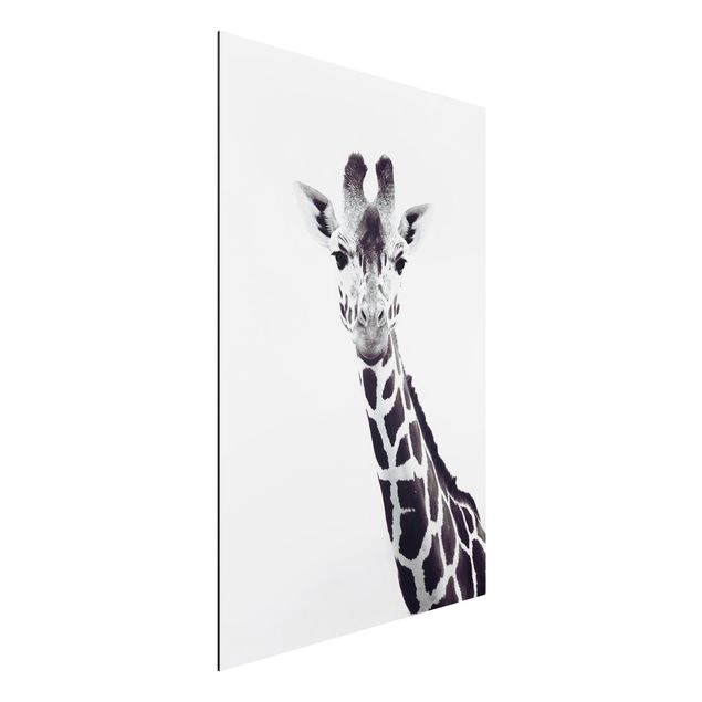 Alu-Dibond - Giraffen Portrait in Schwarz-weiß - Querformat