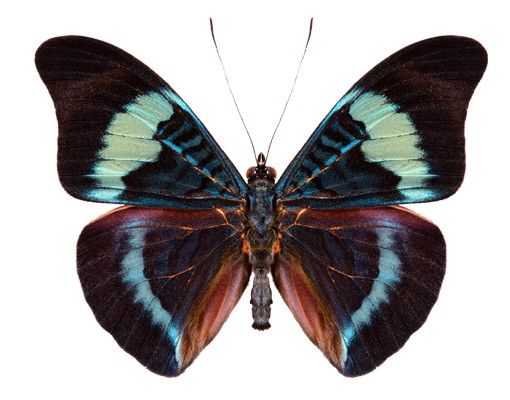 Wandsticker No.423 Lepidoptera