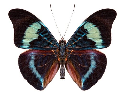 Wandtattoo Schmetterling No.423 Lepidoptera