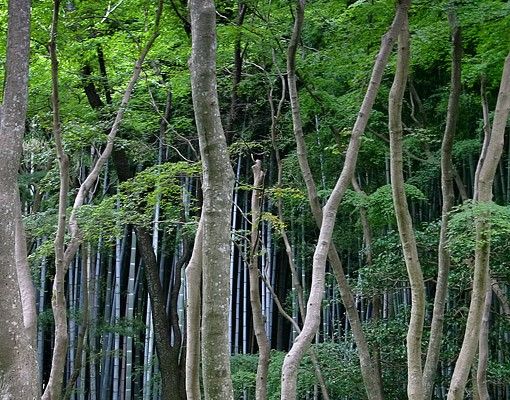 Fliesen Klebefolie Japanischer Wald