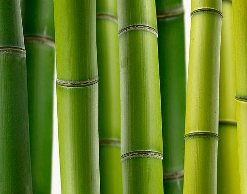 Fliesenfolie grün Bambuspflanzen