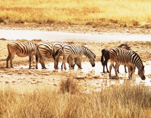 Fliesenaufkleber Tiere Das Leben der Zebras