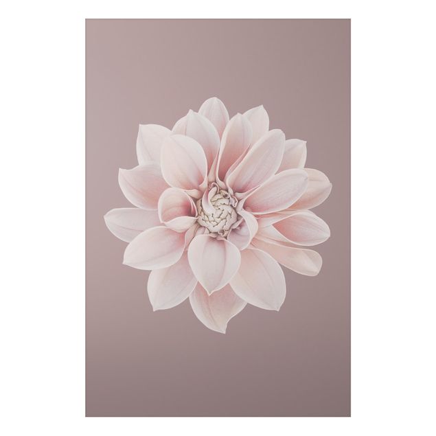 Alu-Dibond - Dahlie Blume Lavendel Weiß Rosa - Querformat