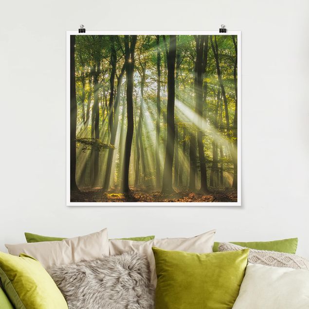 Poster - Sonnentag im Wald - Quadrat 1:1
