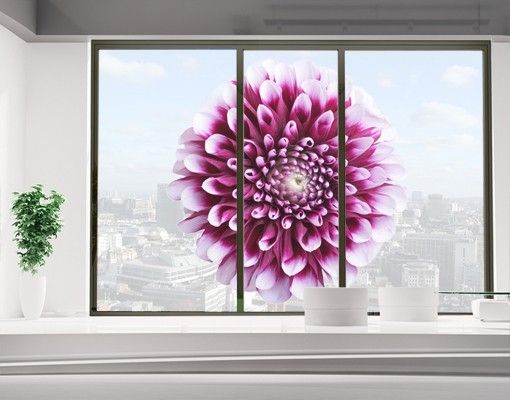 Blumen Fensterbild Aster