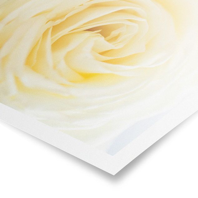 Poster bestellen White Rose