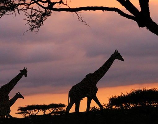 Fliesenaufkleber Tiere Safari in Afrika