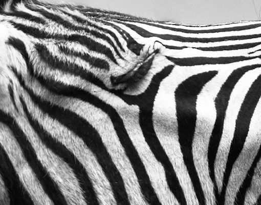 Fliesenfolie Schwarz Weiß Brüllendes Zebra II