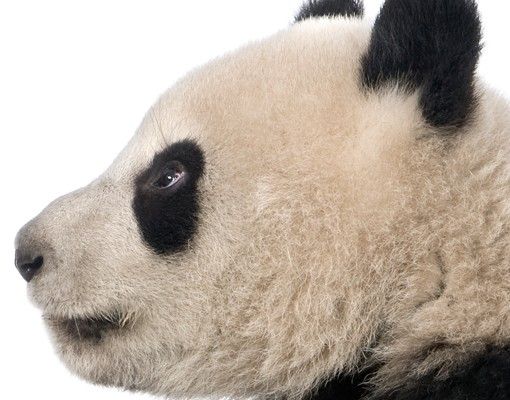 Fliesensticker schwarz Stehender Panda