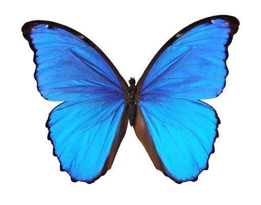 Wandtattoo Schmetterling No.444 Blauer Morphofalter